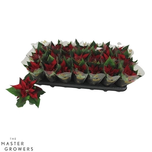 Poinsettia Red Joy 6cm met Hoes