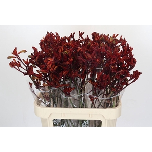 Kangaroo Paw Early Spring