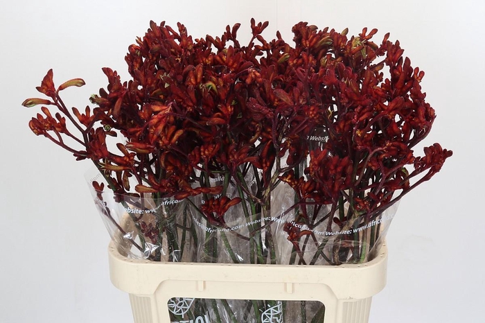 <h4>Kangaroo Paw Early Spring</h4>