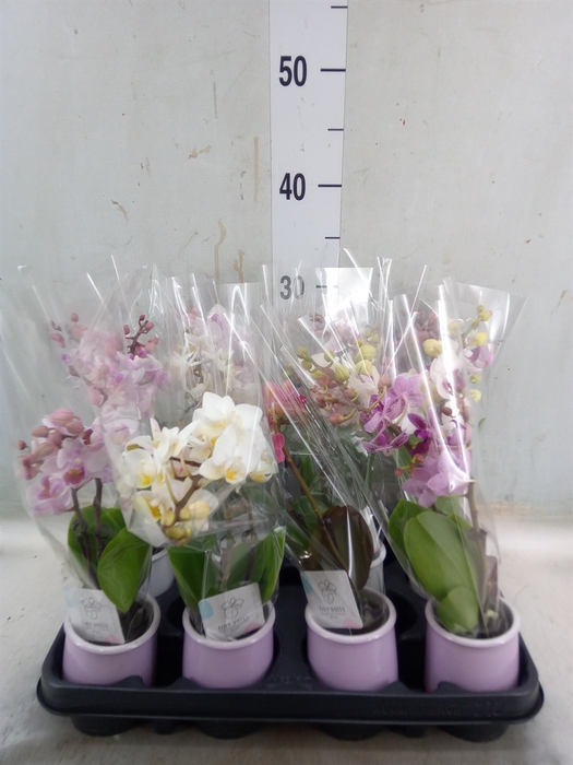 <h4>Phalaenopsis   ...mini</h4>