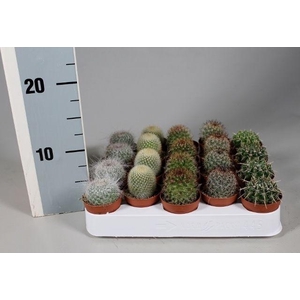 CACTUS GEM