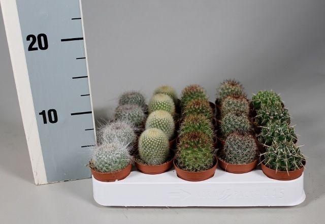 <h4>CACTUS GEM</h4>