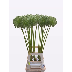 Allium Zaadbollen