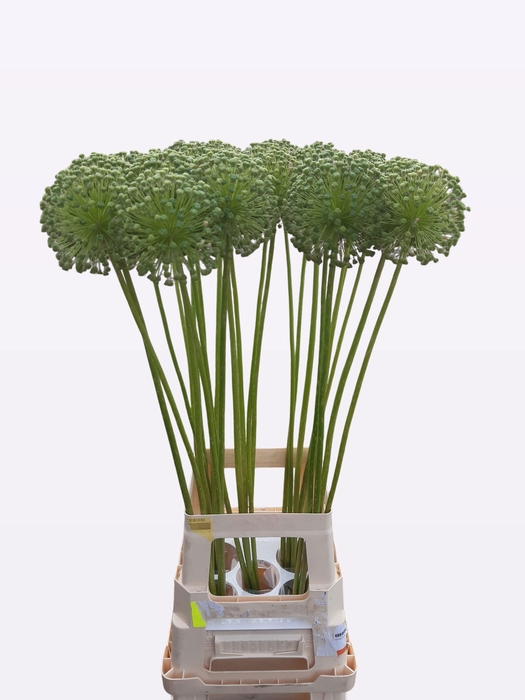 <h4>Allium Zaadbollen</h4>