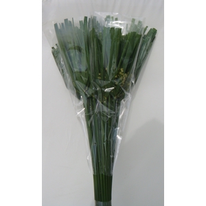 CYPERUS PAPYRUS LEAVES EXTRA