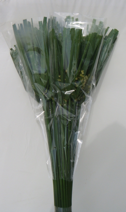 <h4>CYPERUS PAPYRUS LEAVES EXTRA</h4>