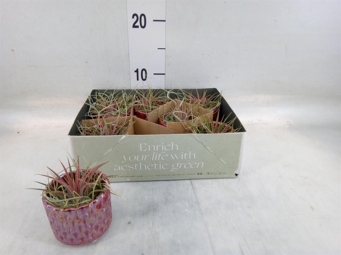 <h4>Arr.  Tillandsia L%</h4>