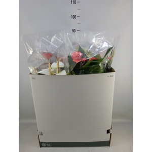 Anthurium   ...mix