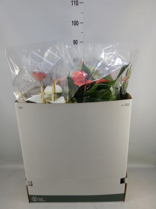 <h4>Anthurium   ...mix</h4>