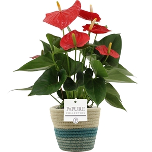 Anthurium Esudo in PURE Valerie basket
