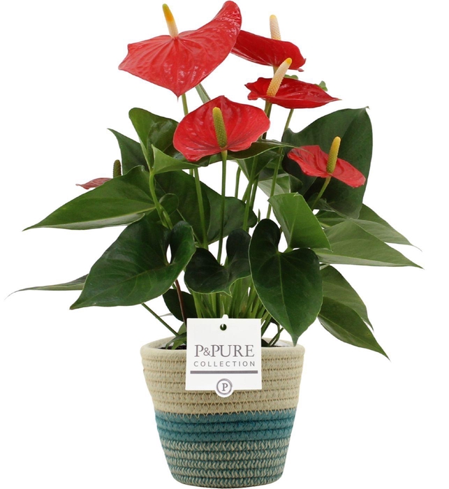 Anthurium Esudo in PURE Valerie basket
