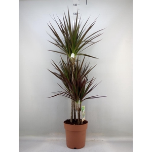 Dracaena marg. 'Magenta'