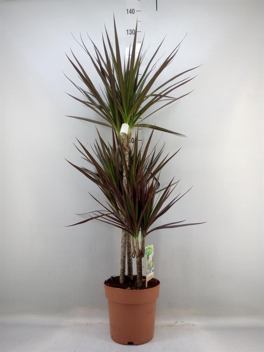 <h4>Dracaena marg. 'Magenta'</h4>