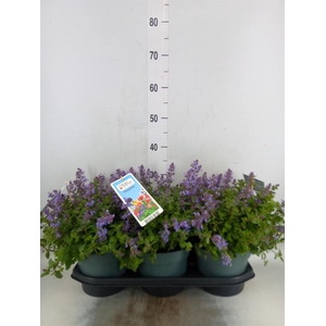 Nepeta faassenii  'Purrsian Blue'