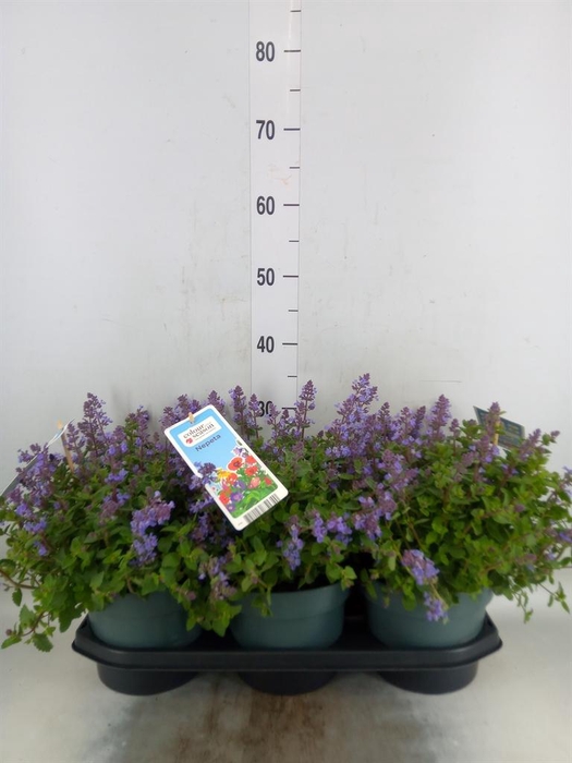 <h4>Nepeta faassenii  'Purrsian Blue'</h4>