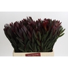 Leucadendron Saf Sunset Dark R.