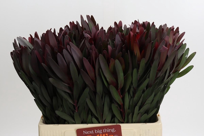 <h4>Leucadendron Saf Sunset Dark Red</h4>