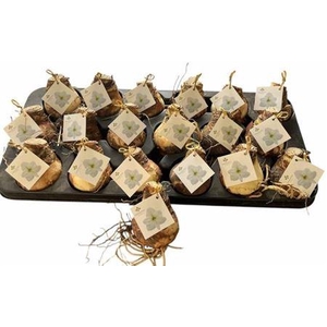 Bloembol Hippeastrum