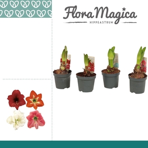 Amaryllis Kolibri Mix 2 Knop