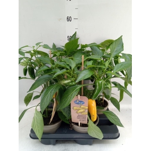 Capsicum annuum   ...paprika