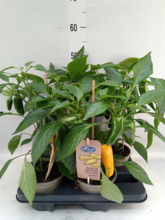 <h4>Capsicum annuum   ...paprika</h4>