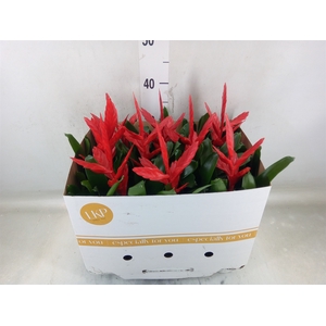 Vriesea  'Twinkle'