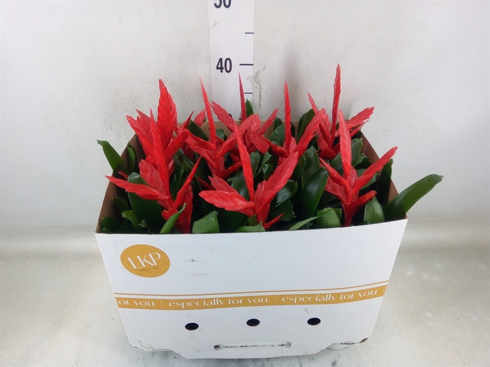 <h4>Vriesea  'Twinkle'</h4>