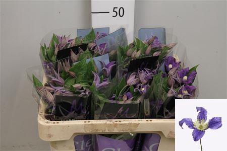 <h4>Clem Blue Pirouette</h4>