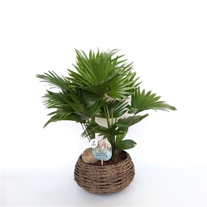 Livistona in caryota 32 cm mand air so pure ASPD etiket Air So Pure