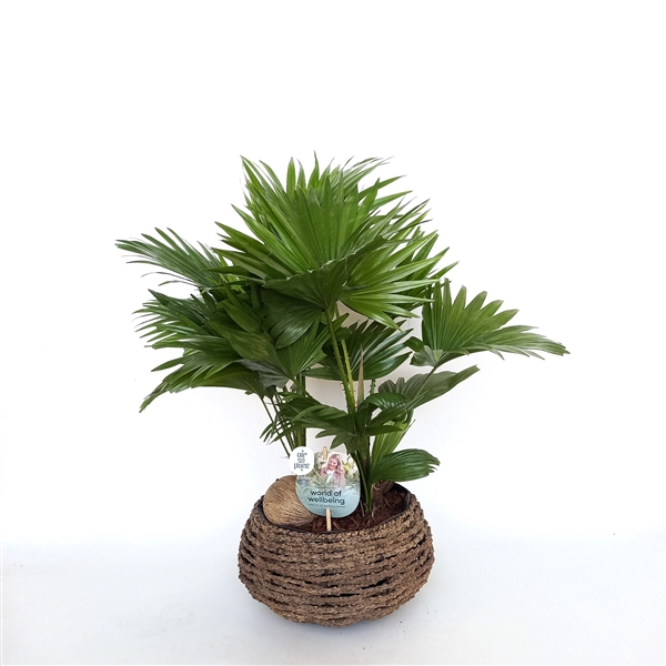 <h4>Livistona in caryota 32 cm mand air so pure ASPD etiket Air So Pure</h4>