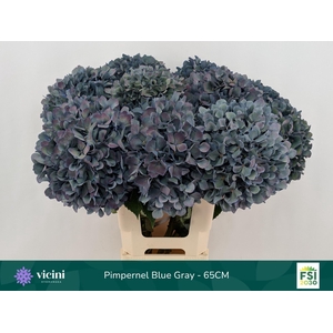 Hydrangea  'Pimpernel'  CL