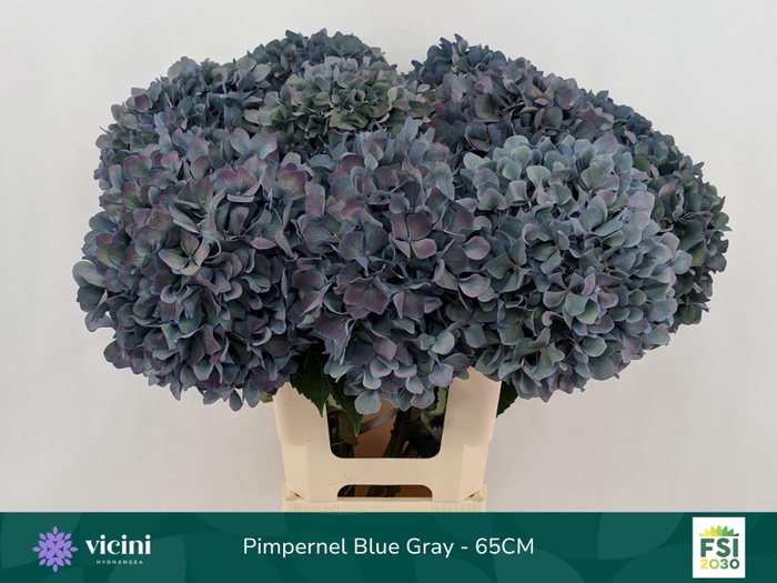 <h4>Hydrangea  'Pimpernel'  CL</h4>