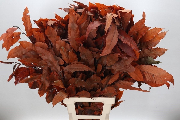 <h4>Castagno Preserved Orange (chestnut,kastanje)</h4>