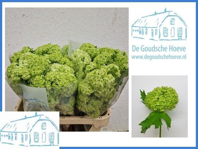 <h4>VIBURNUM ROSEUM ST</h4>