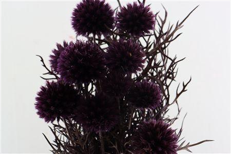 <h4>Pres Echinops 10pc Milka Bunch</h4>
