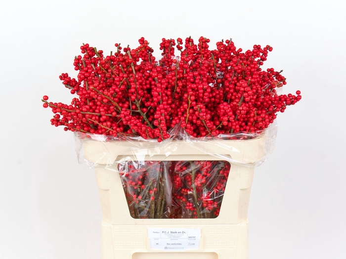 <h4>ILEX VE RODE BES</h4>