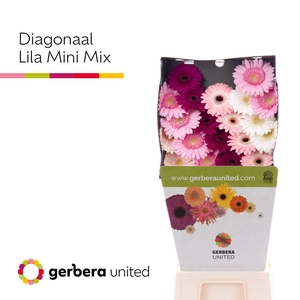 Germini Mix Lila Diamond