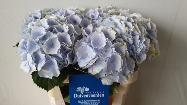 <h4>HYDR M CH VERENA BL</h4>