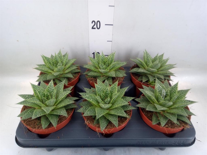 <h4>xGasteraloe 'Noa'</h4>