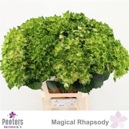 <h4>Hydr M Mag Rhapsody</h4>