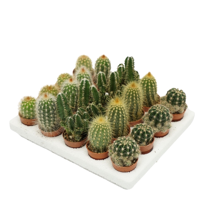 <h4>Cactus mini</h4>