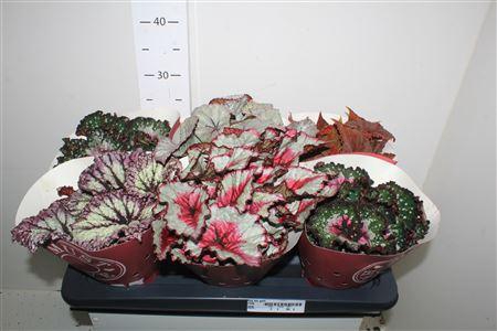 <h4>Beg Bel Gem P13</h4>