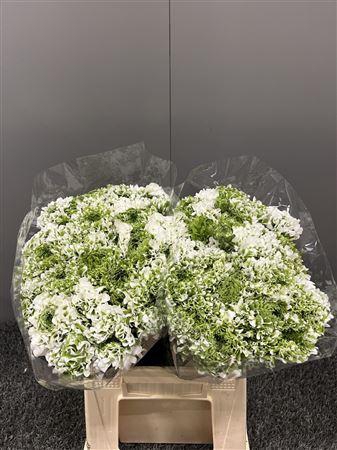 <h4>Ran Pon-pon Igloo</h4>