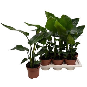 STRELITZIA NICOLAI