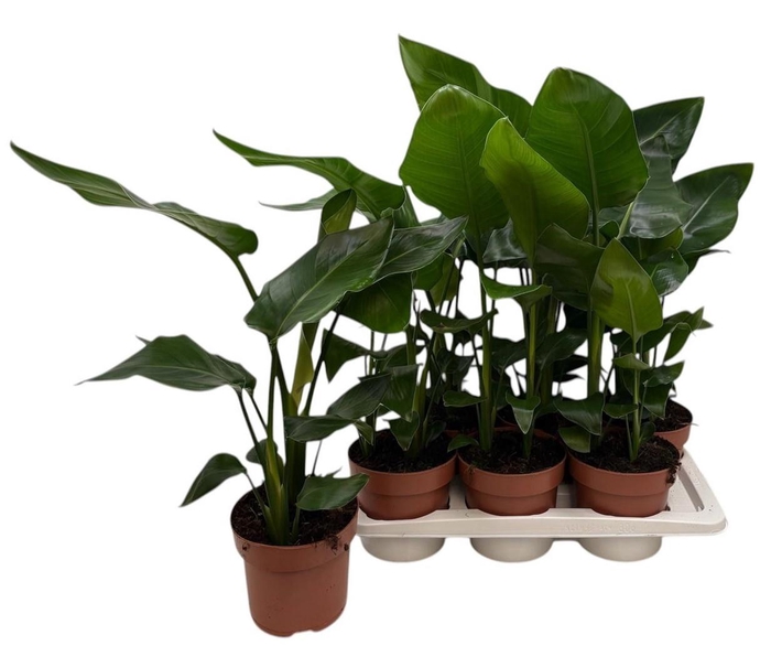 <h4>STRELITZIA NICOLAI</h4>