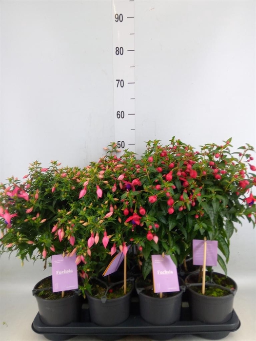 <h4>Fuchsia   ...mix</h4>