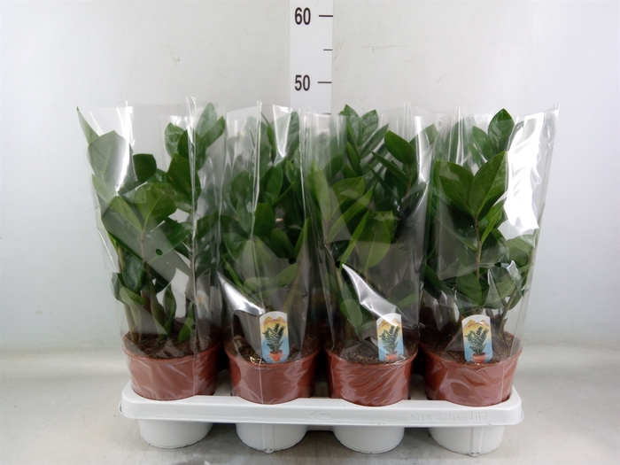 <h4>Zamioculcas zamiifolia</h4>