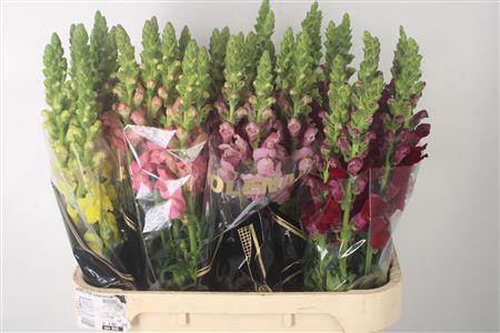 <h4>Antirrhinum Nl. Mixed In Bucket</h4>