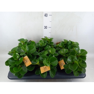 Peperomia obt. 'Green Gold'