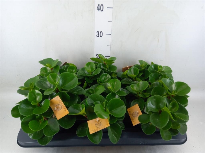<h4>Peperomia obt. 'Green Gold'</h4>